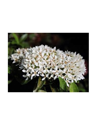 IXORA WHITE SIAM-1 Plant for Sale in Mexico -...