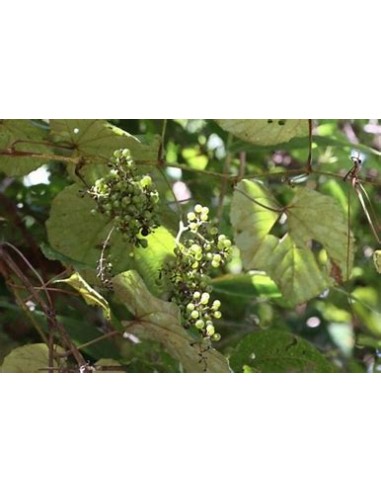 XOXOGO - (VITIS TILIFOLIA)-1 Plant for Sale in Mexico - Nursery online