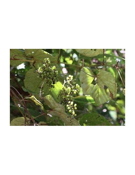 XOXOGO - (VITIS TILIFOLIA)-1 Planta en Venta en Mexico - Vivero por internet