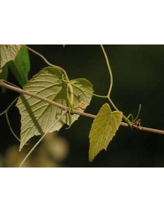 XOXOGO - (VITIS... 2