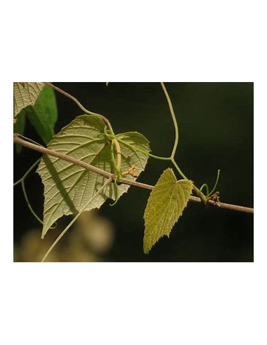 XOXOGO - (VITIS TILIFOLIA)-1 Plant for Sale in...
