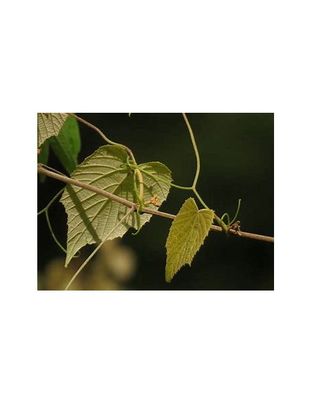 XOXOGO - (VITIS TILIFOLIA)-1 Planta en Venta en Mexico - Vivero por internet