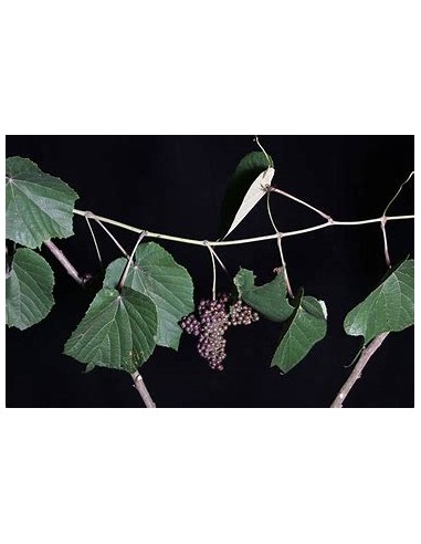 XOXOGO - (VITIS TILIFOLIA)-1 Plant for Sale in...