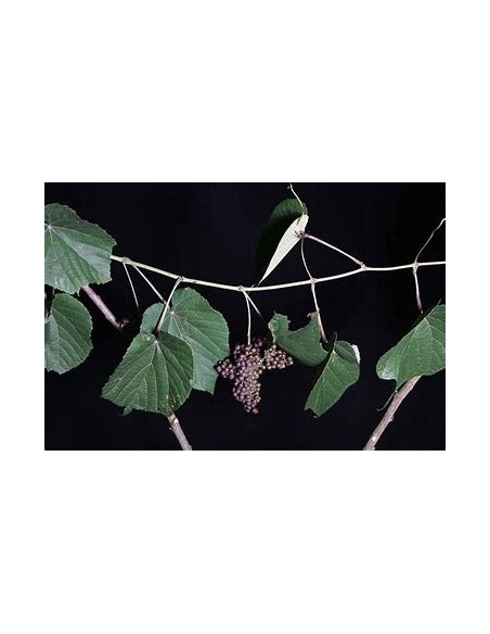 XOXOGO - (VITIS TILIFOLIA)-1 Planta en Venta en Mexico - Vivero por internet