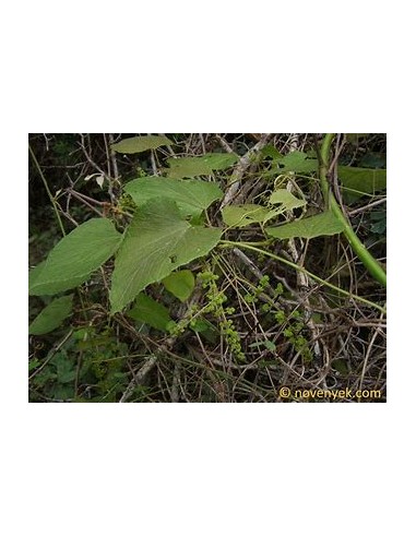 XOXOGO - (VITIS TILIFOLIA)-1 Planta en Venta en...