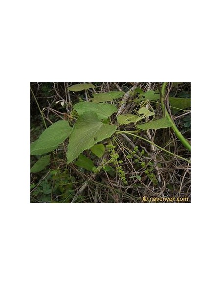 XOXOGO - (VITIS TILIFOLIA)-1 Plant for Sale in Mexico - Nursery online