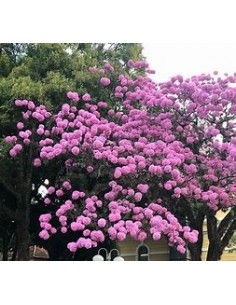 IPE ROXO- 1 Sapling for...