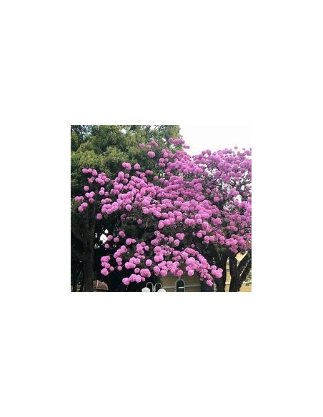 IPE ROXO- 1 Arbolito en Venta en Mexico - Vivero por internet