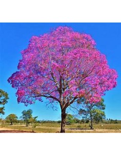 IPE ROXO- 1 Sapling for... 2