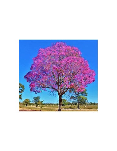 IPE ROXO- 1 Arbolito en Venta en Mexico -...