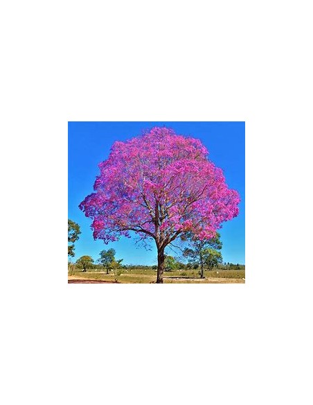 IPE ROXO- 1 Sapling for Sale in Mexico - Online Nursery