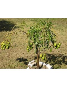 1 Spanish plum (Spondias sp.) Rare yellow Tropical hog plum. (Not spondias mombin) 2