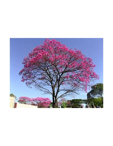 IPE ROXO- 1 Arbolito en Venta en Mexico -...