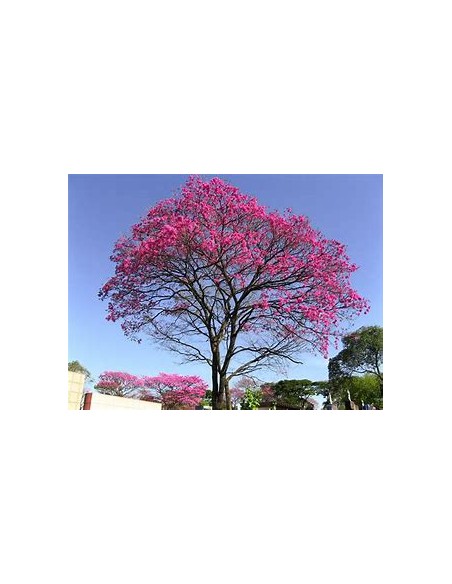 IPE ROXO- 1 Arbolito en Venta en Mexico - Vivero por internet