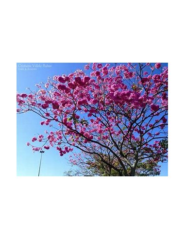 IPE ROXO- 1 Sapling for Sale in Mexico - Online...