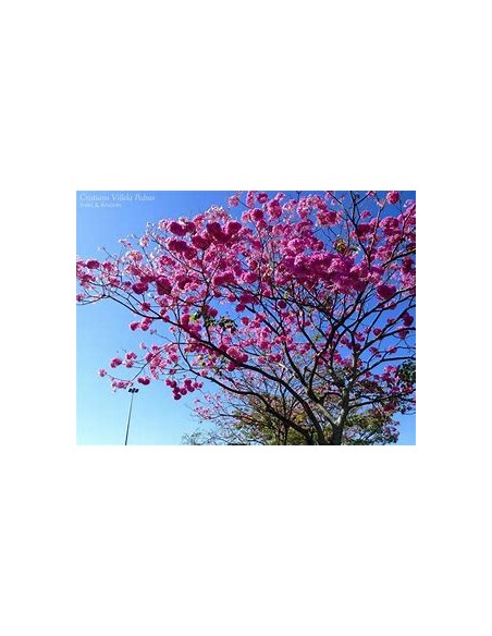 IPE ROXO- 1 Arbolito en Venta en Mexico - Vivero por internet