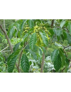 IPE VERDE- 1 Arbolito en...