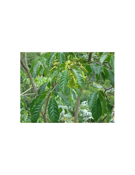 IPE VERDE- 1 Arbolito en Venta en Mexico - Vivero por internet