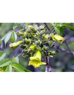 IPE VERDE- 1 Arbolito en... 2