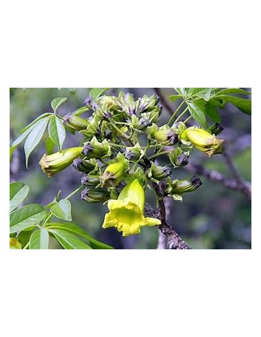 IPE VERDE- 1 Sapling for Sale in Mexico -...