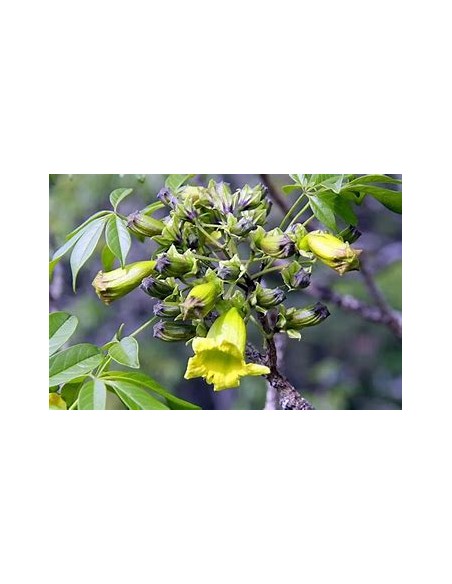 IPE VERDE- 1 Sapling for Sale in Mexico - Online Nursery