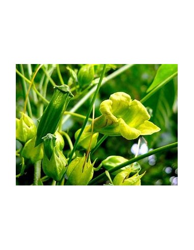 IPE VERDE- 1 Sapling for Sale in Mexico -...