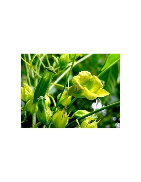 IPE VERDE- 1 Arbolito en Venta en Mexico - Vivero por internet