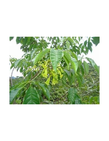 IPE VERDE- 1 Sapling for Sale in Mexico -...