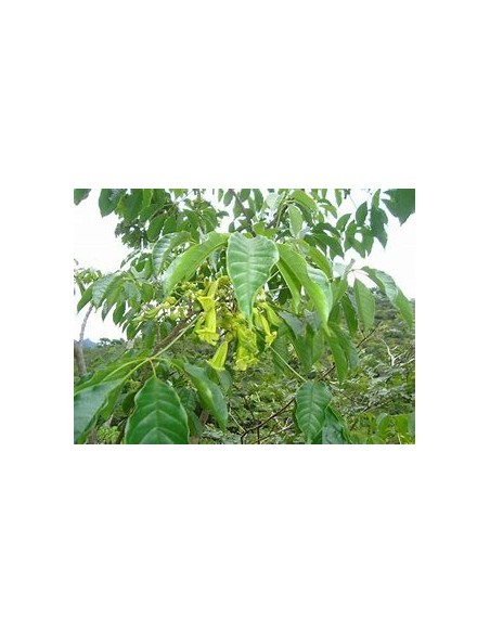 IPE VERDE- 1 Arbolito en Venta en Mexico - Vivero por internet