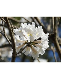 IPE BRANCO- (Tabebuia...