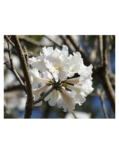 IPE BRANCO- (Tabebuia roseoalba) - 1 Arbolito en Venta en Mexico - Vivero por internet