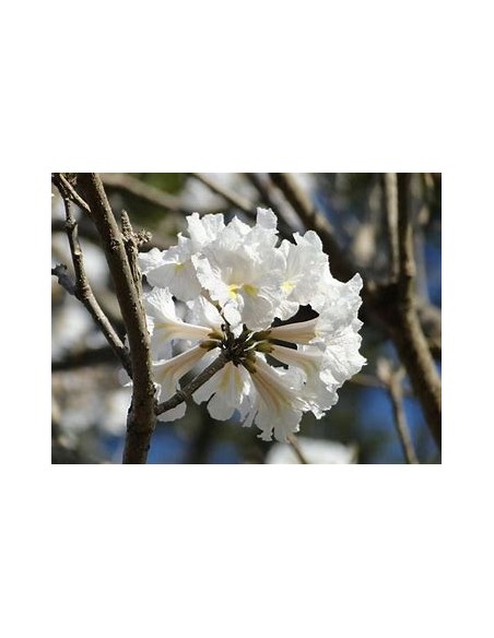 IPE BRANCO- (Tabebuia roseoalba) - 1 Arbolito en Venta en Mexico - Vivero por internet