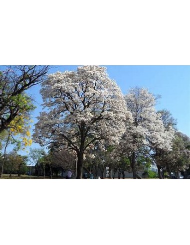 IPE BRANCO- (Tabebuia roseoalba) - 1 Arbolito...