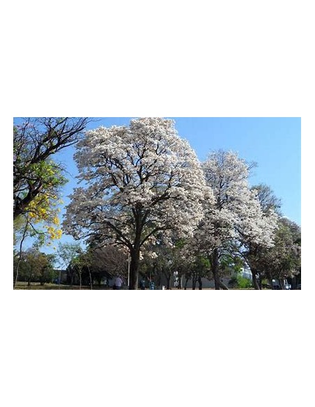 IPE BRANCO- (Tabebuia roseoalba) - 1 Arbolito en Venta en Mexico - Vivero por internet