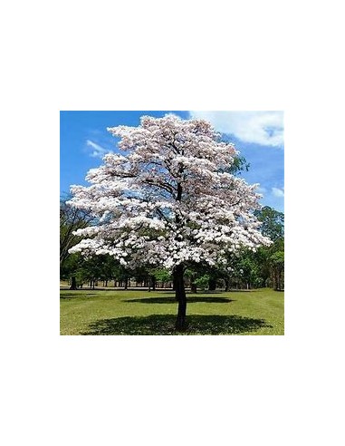 IPE BRANCO- (Tabebuia roseoalba) - 1 Arbolito...