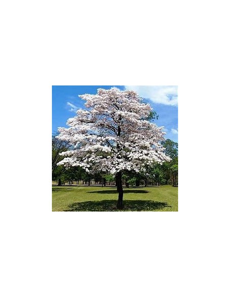 IPE BRANCO- (Tabebuia roseoalba) - 1 Arbolito en Venta en Mexico - Vivero por internet