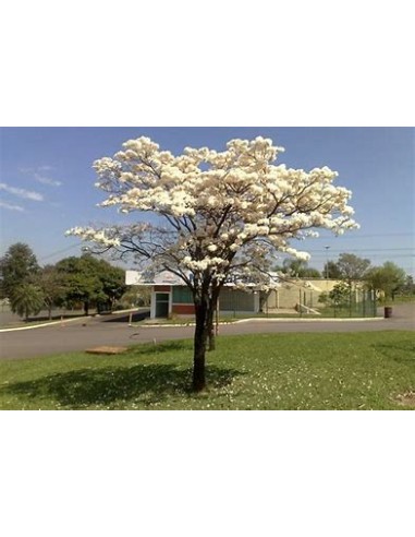 IPE BRANCO- (Tabebuia roseoalba) - 1 Sapling...