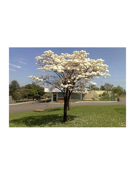 IPE BRANCO- (Tabebuia roseoalba) - 1 Arbolito en Venta en Mexico - Vivero por internet