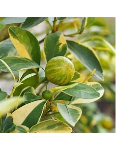 LIMON EUREKA VARIEGATED- 1...