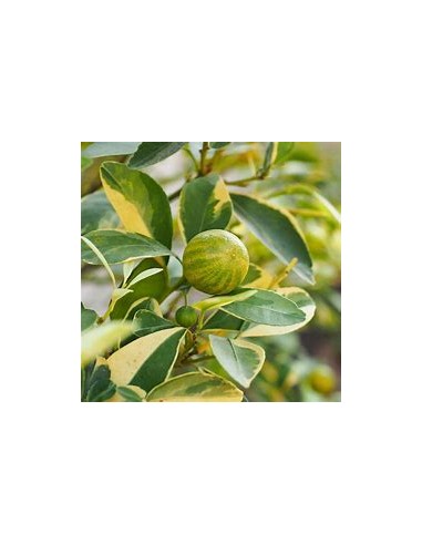 LIMON EUREKA VARIEGATED- 1 Arbolito en Venta en Mexico - Vivero por internet