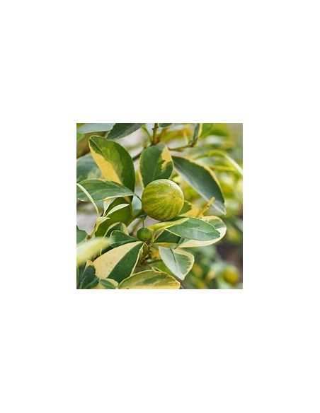 LIMON EUREKA VARIEGATED- 1 Arbolito en Venta en Mexico - Vivero por internet