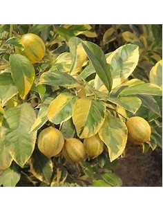 LIMON EUREKA VARIEGATED- 1... 2