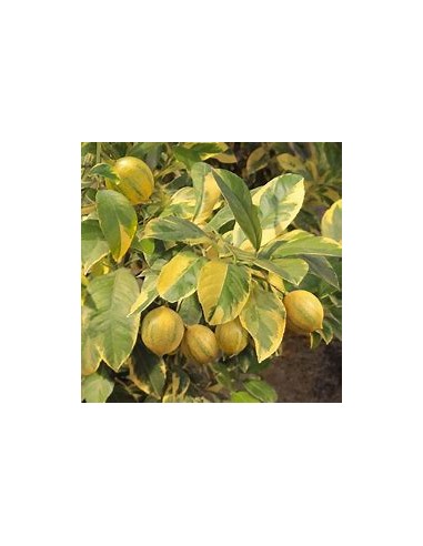 LIMON EUREKA VARIEGATED- 1 Arbolito en Venta en...