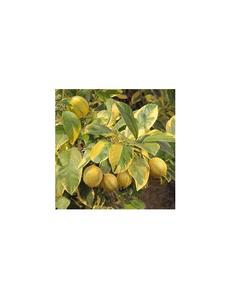 LIMON EUREKA VARIEGATED- 1 Arbolito en Venta en Mexico - Vivero por internet
