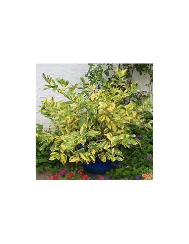 LIMON EUREKA VARIEGATED- 1 Arbolito en Venta en...