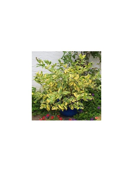 LIMON EUREKA VARIEGATED- 1 Arbolito en Venta en Mexico - Vivero por internet