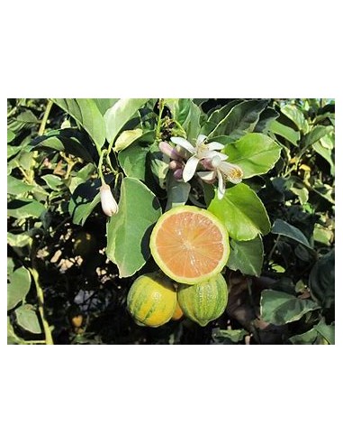 LIMON EUREKA VARIEGATED- 1 Arbolito en Venta en...