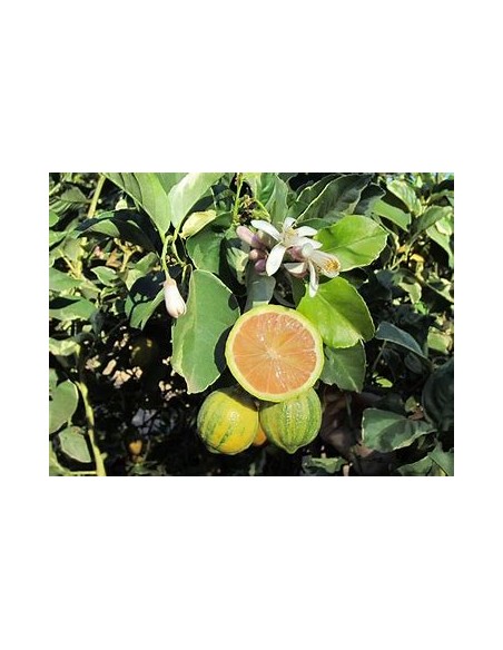 LIMON EUREKA VARIEGATED- 1 Arbolito en Venta en Mexico - Vivero por internet
