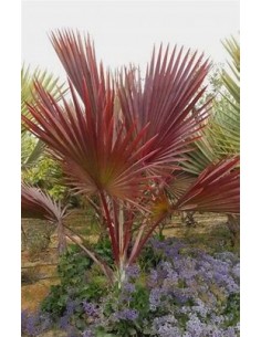 PALMA LANTANIA LANTAROIDES...