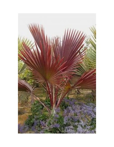 PALMA LANTANIA LANTAROIDES (LATANIA ROJA)- 1 Palm for Sale in Mexico - Online Nursery
